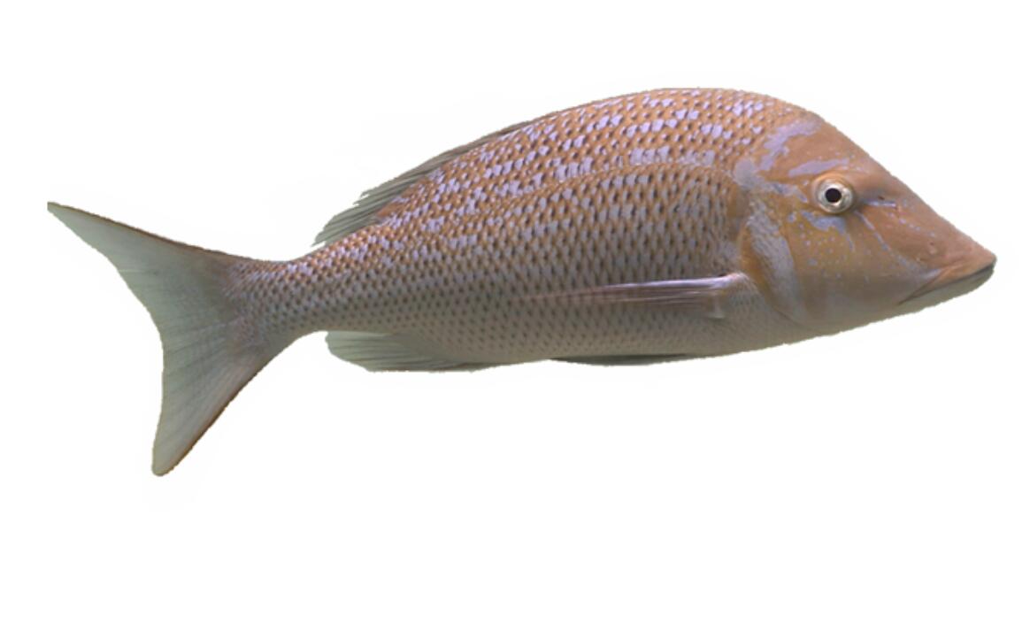 ŴƬ