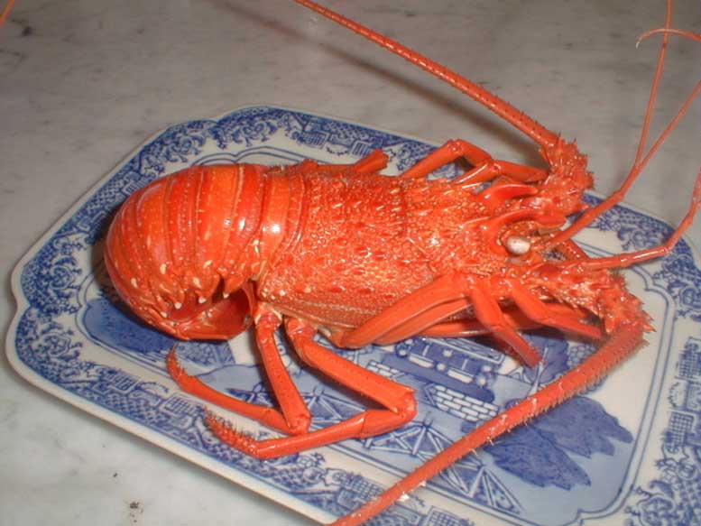 ŴƬ